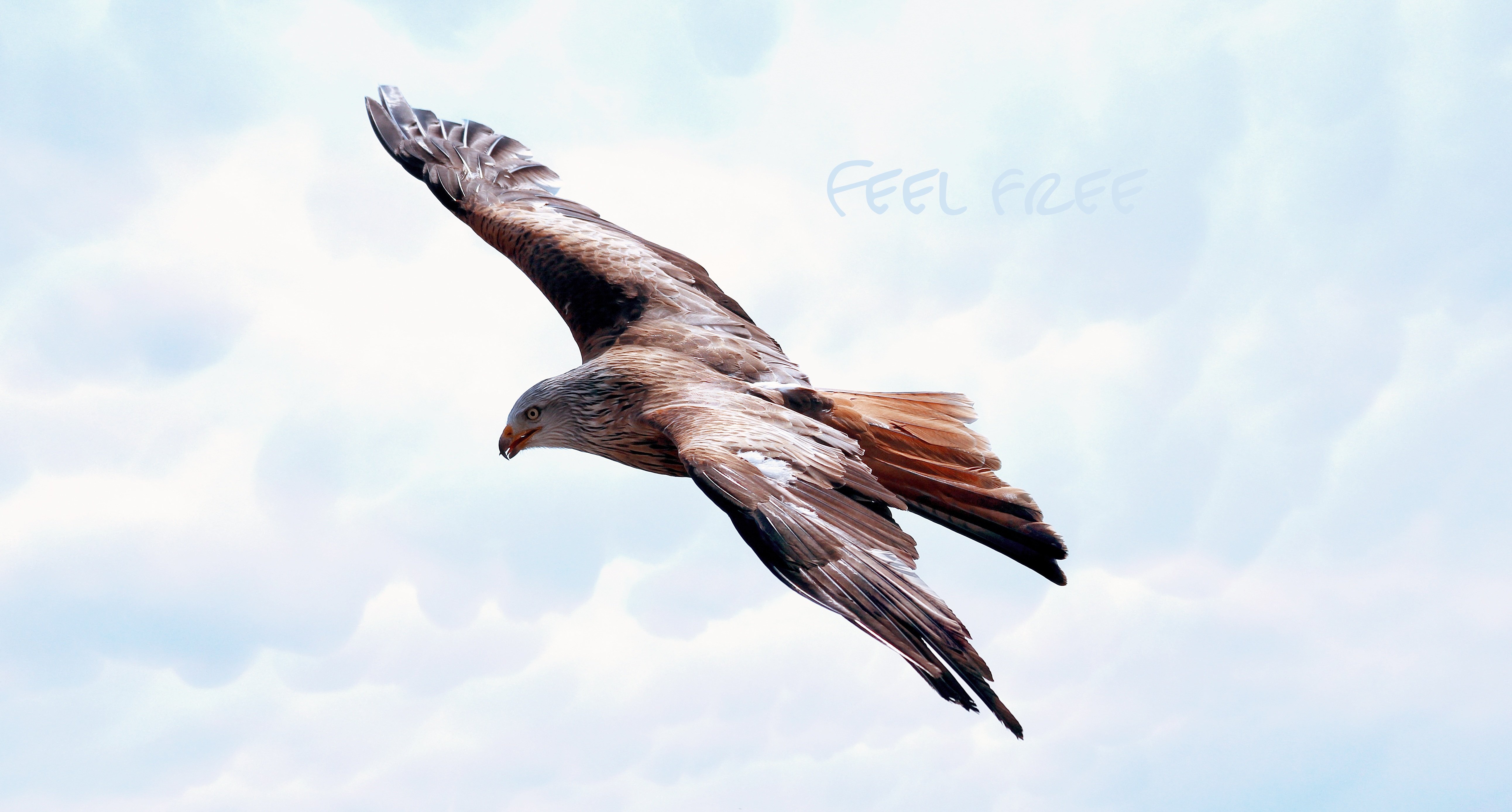 freedom-589576