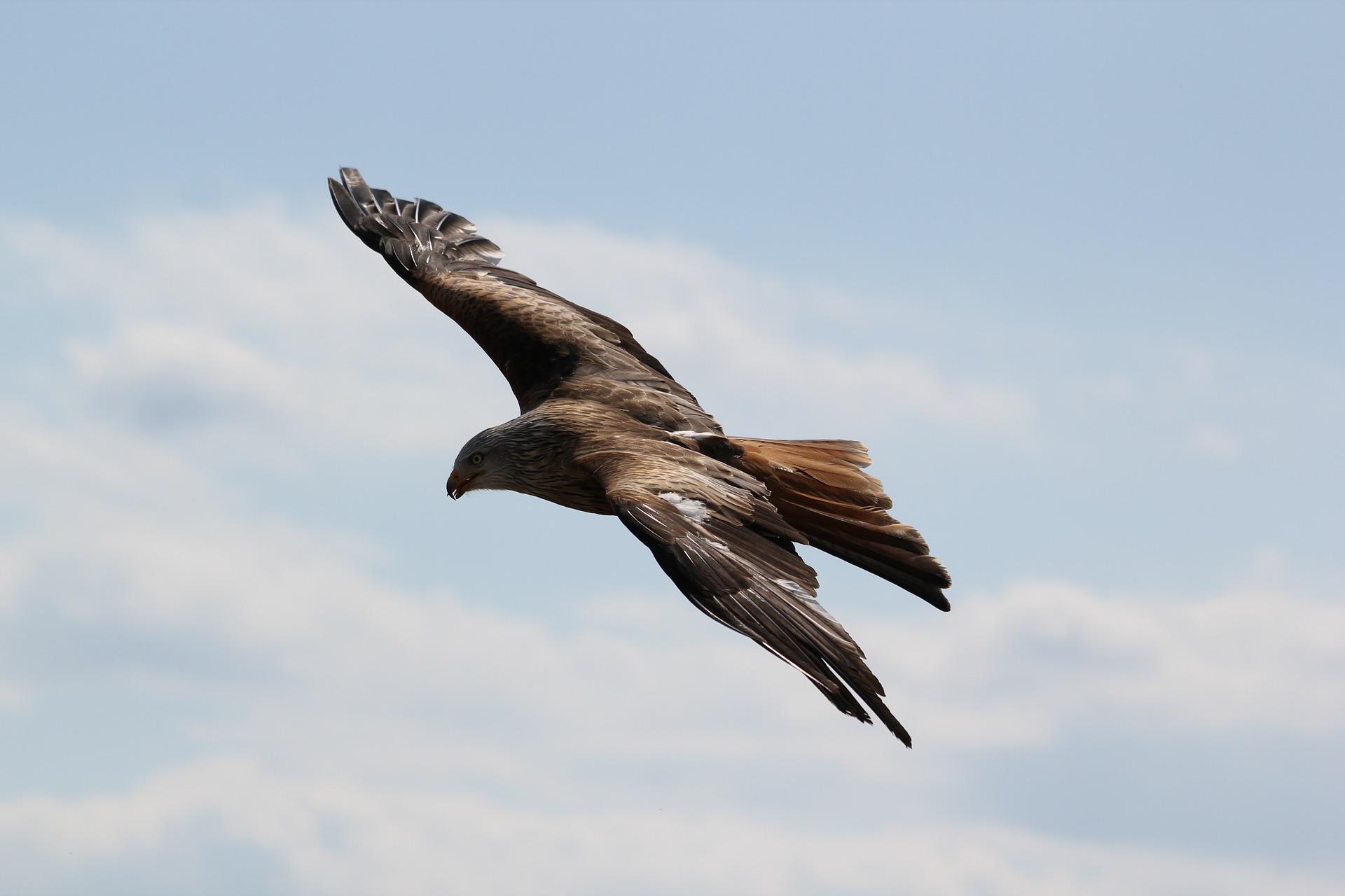 eagle-217591_1920